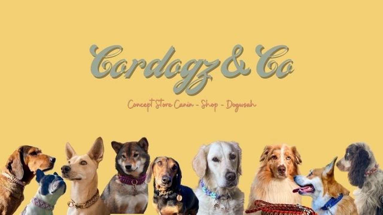 Concept Store Pour Chien Cordogz Co Shop Et DogWash Ulule concept-store-pour-chien-cordogz-co-shop-et-dogwash-ulule
