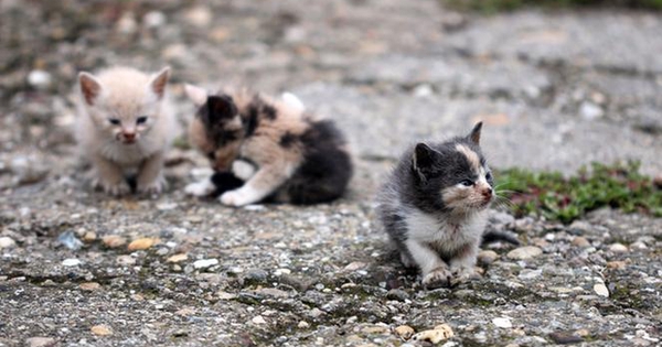 Sauvetage de chatons : Collecte de nourriture