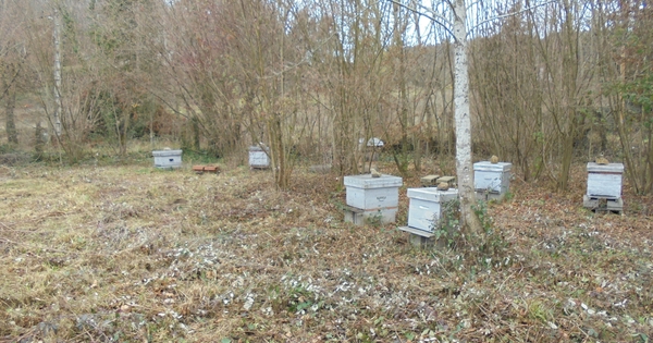 Un rucher pour la nature