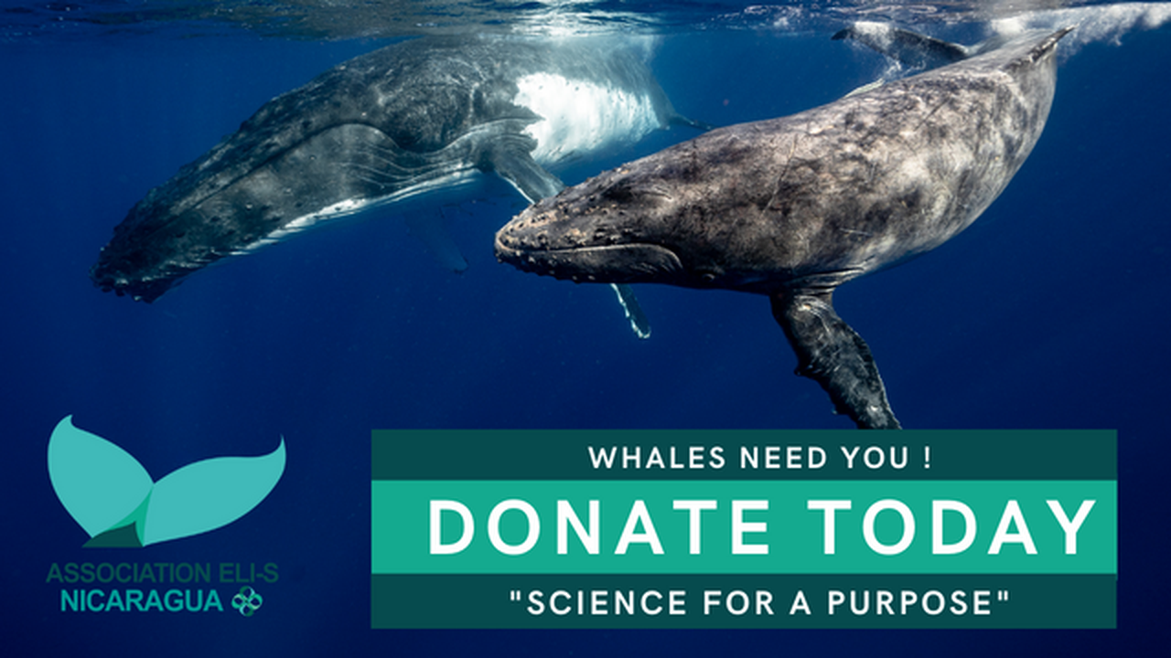 Protégeons les baleines en voie de disparition Ulule