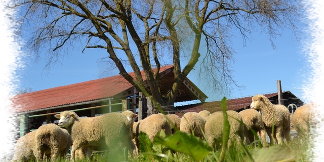Ferme Bio De La Raudais Vente Directe