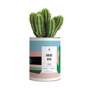 AŸ Cactus - Dolce Vita