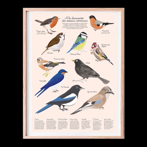 Affiche Educative A3, les oiseaux du jardin