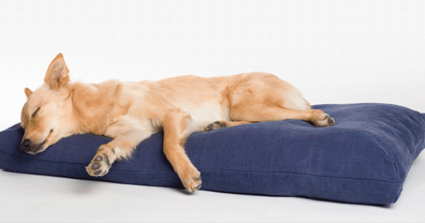 le-matelas-pour-chien-en-v-ritable-laine-de-mouton