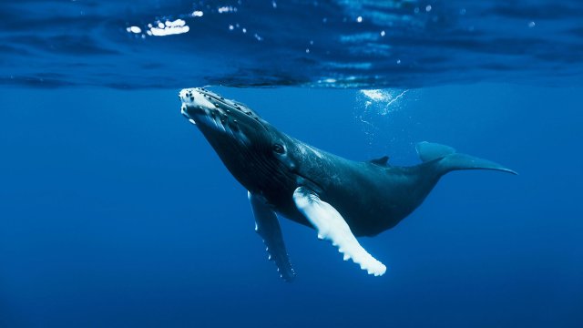 a la rencontre des baleines
