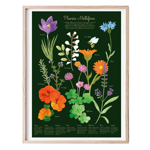 Poster éducatif plantes mellifères avec fond vert