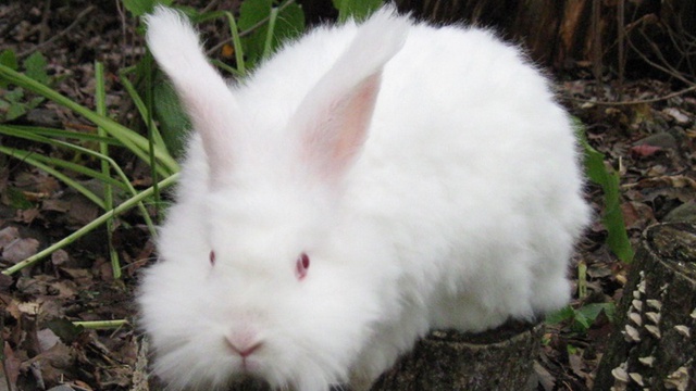 Elevage Lapins Angora Ulule Elevage Lapins Angora Ulule