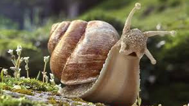 L Escargolotte Ulule