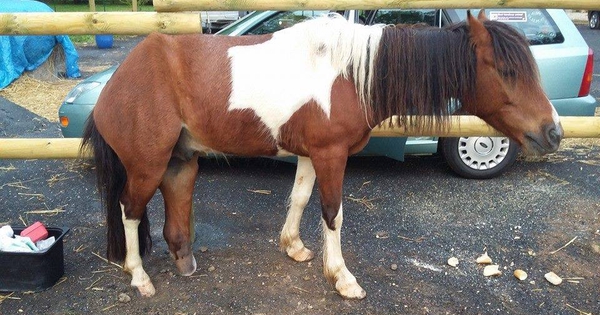 Disabled animals – Suzi Handicap Animal