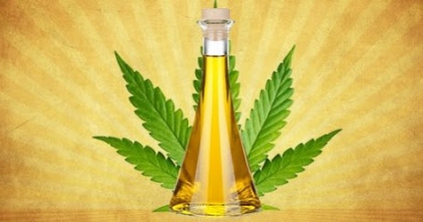 Etxekana huile d'olive au chanvre SATIVA L Ulule — free download