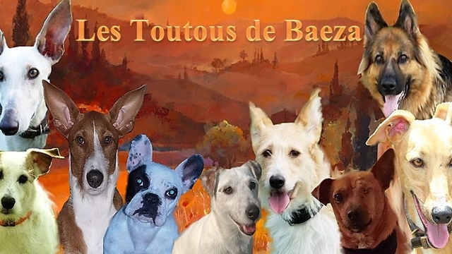 Les Toutous De La 2eme Chance Le camion de la 2ème chance pour nos toutous - Ulule
