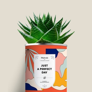 Plante - Just a Perfect Day